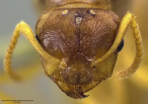 Lasius nearcticus - ANTWEB1060005