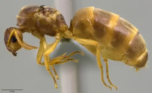 Lasius nearcticus - ANTWEB1060005