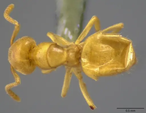 Lasius nearcticus - ANTWEB1060116