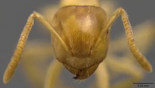 Lasius nearcticus - ANTWEB1060116