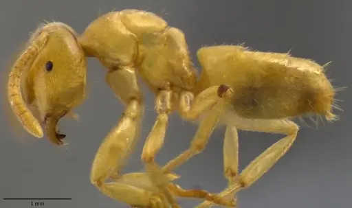 Lasius nearcticus - ANTWEB1060116