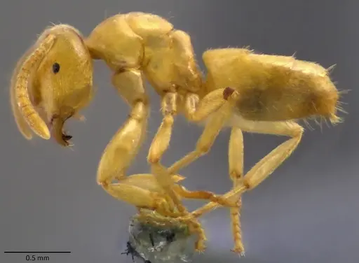 Lasius nearcticus - ANTWEB1060116