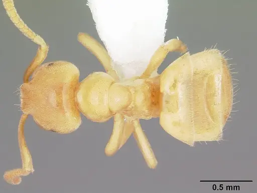 Lasius nearcticus - CASENT0104774