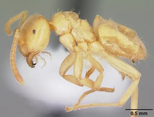 Lasius nearcticus - CASENT0104774