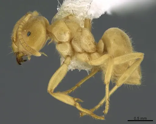 Lasius nearcticus - CASENT0923595