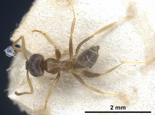 Lasius neglectus specimen