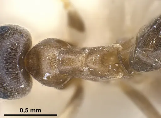 Lasius neglectus specimen