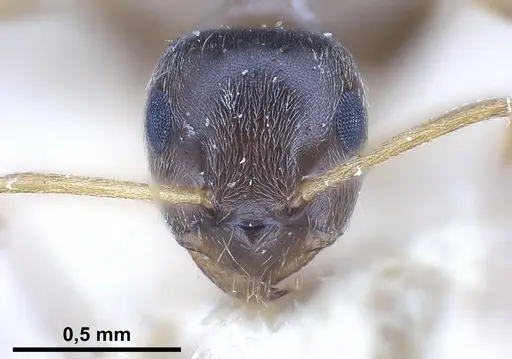 Lasius neglectus specimen