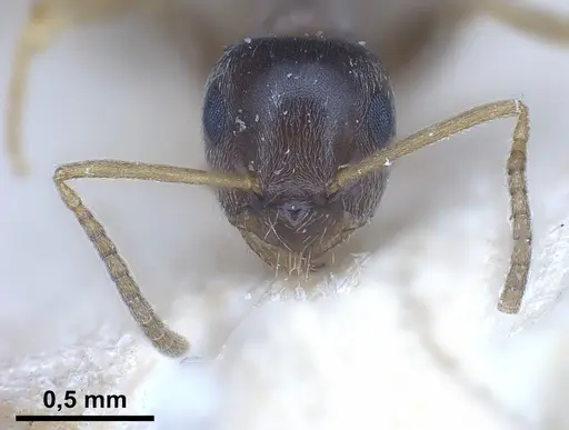 Lasius neglectus - ANTWEB1041274