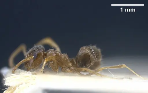 Lasius neglectus - ANTWEB1041274