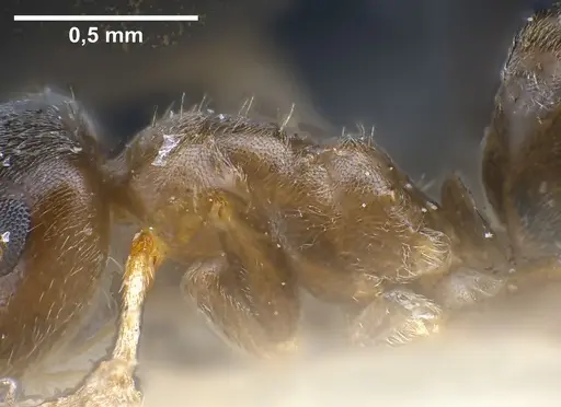 Lasius neglectus - ANTWEB1041274