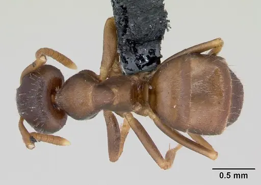 Lasius neglectus - CASENT0173143