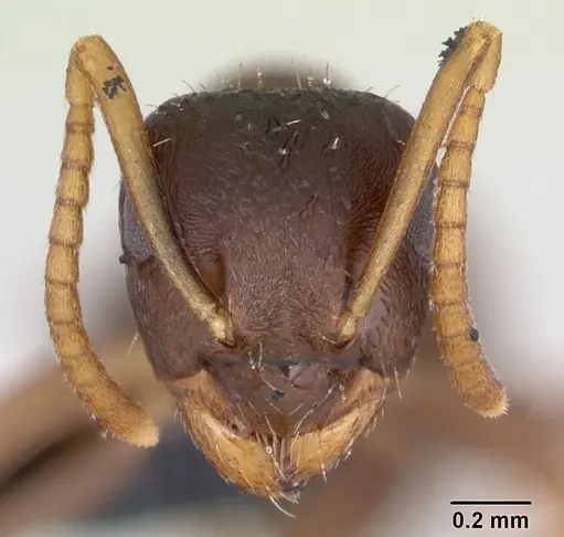 Lasius neglectus - CASENT0173143