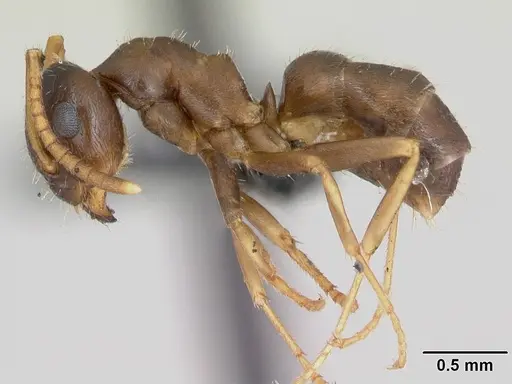 Lasius neglectus - CASENT0173143