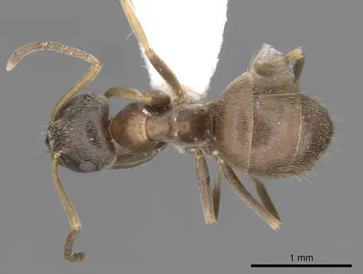 Lasius neglectus - CASENT0280447