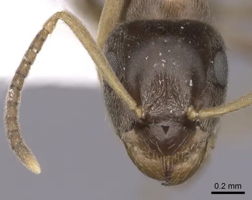 Lasius neglectus - CASENT0280447