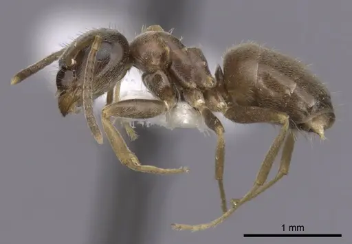 Lasius neglectus - CASENT0280447