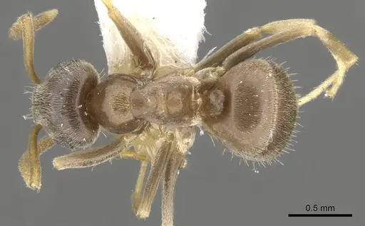 Lasius neglectus - CASENT0903220
