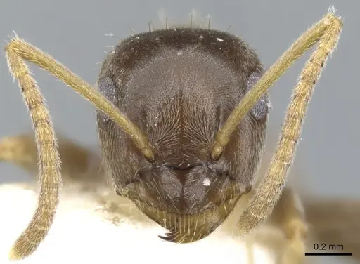 Lasius neglectus - CASENT0903220