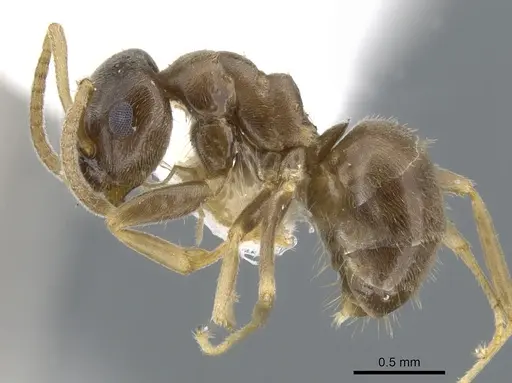 Lasius neglectus - CASENT0903220
