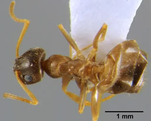 Lasius neglectus - CFH000013
