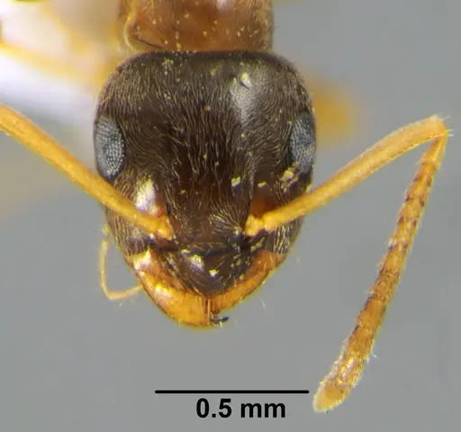Lasius neglectus - CFH000013
