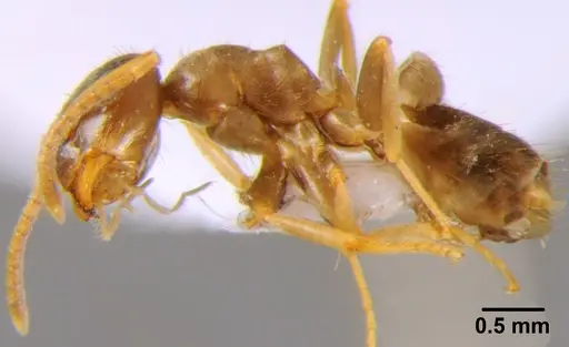 Lasius neglectus - CFH000013