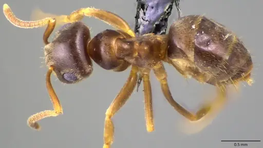 Lasius neoniger specimen