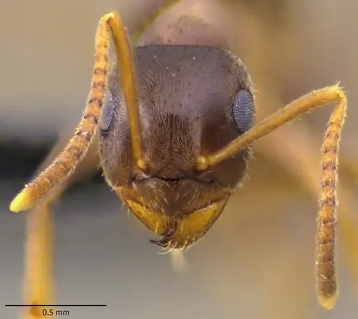 Lasius neoniger specimen