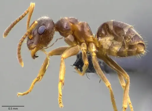 Lasius neoniger specimen