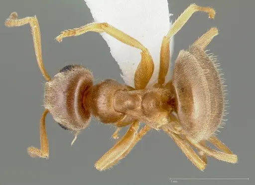 Lasius neoniger - CASENT0005403