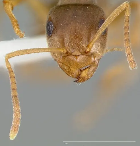 Lasius neoniger - CASENT0005403