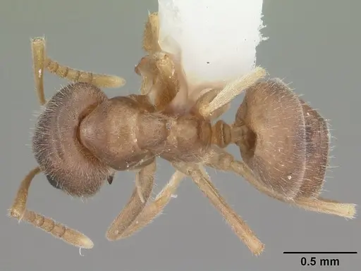 Lasius neoniger - CASENT0103980