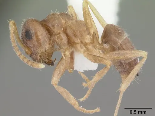 Lasius neoniger - CASENT0103980
