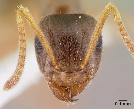 Lasius neoniger - CASENT0179850