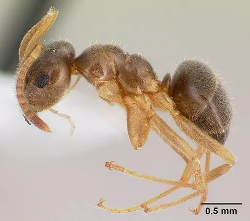 Lasius neoniger - CASENT0179850
