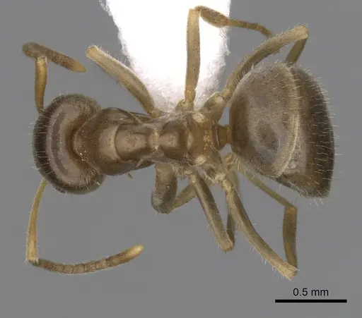 Lasius neoniger - CASENT0280443
