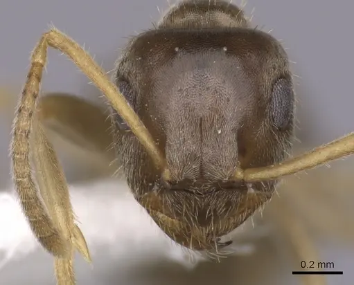 Lasius neoniger - CASENT0280443