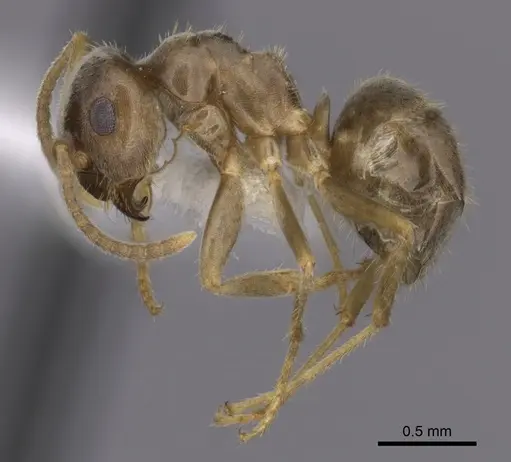 Lasius neoniger - CASENT0280443