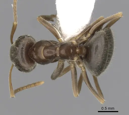 Lasius neoniger - CASENT0280444