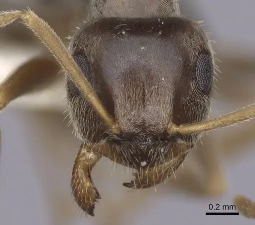 Lasius neoniger - CASENT0280444