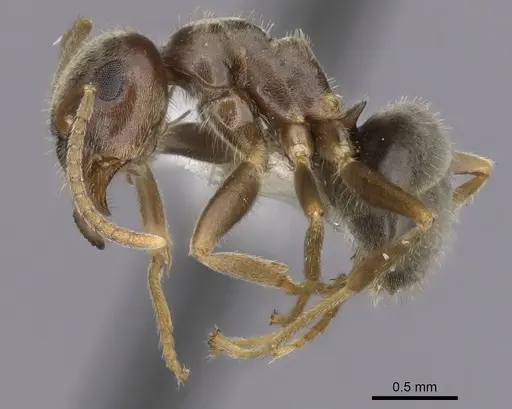 Lasius neoniger - CASENT0280444
