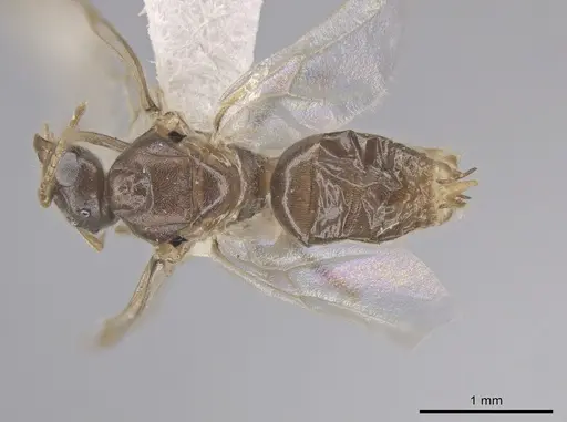 Lasius neoniger - CASENT0636260