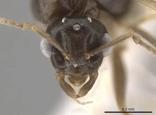 Lasius neoniger - CASENT0636260
