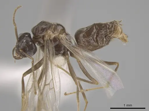 Lasius neoniger - CASENT0636260