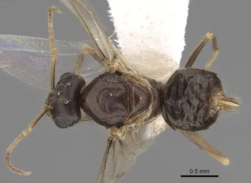 Lasius neoniger - CASENT0843998