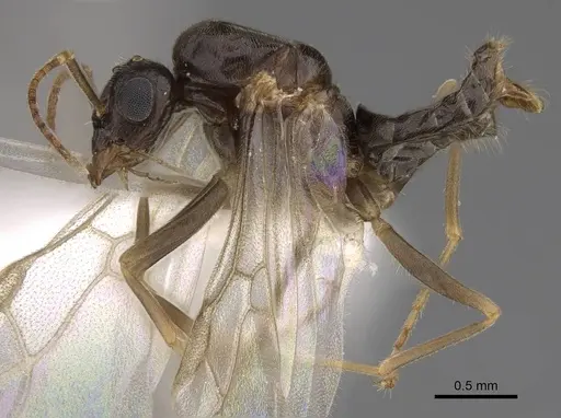 Lasius neoniger - CASENT0843998