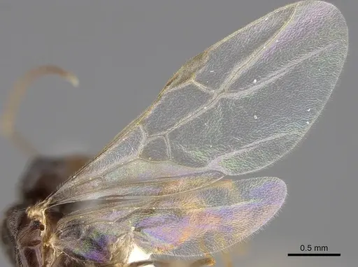 Lasius neoniger - CASENT0843998