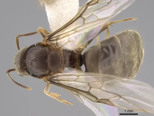 Lasius neoniger - CASENT0843999