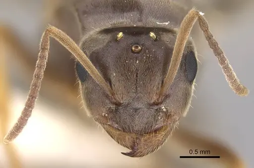 Lasius neoniger - CASENT0843999
